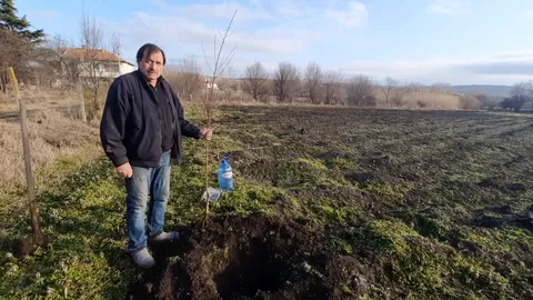 Засаждане на овощни дърво