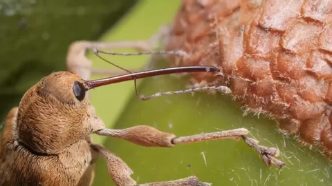 Този Weevil има куклени вибрации, но пробива като електрически инструмент