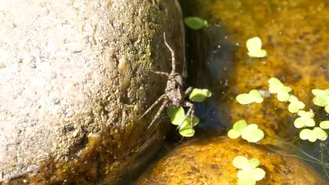 Damselfly и вълчият паяк